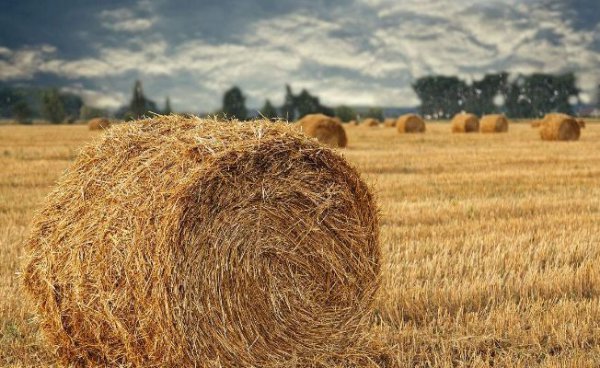 禁止烧秸秆是谁提出来的