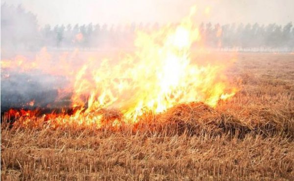 禁止烧秸秆是谁提出来的