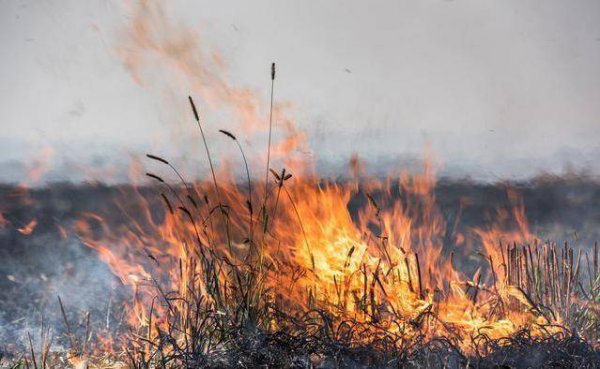 禁止烧秸秆是谁提出来的