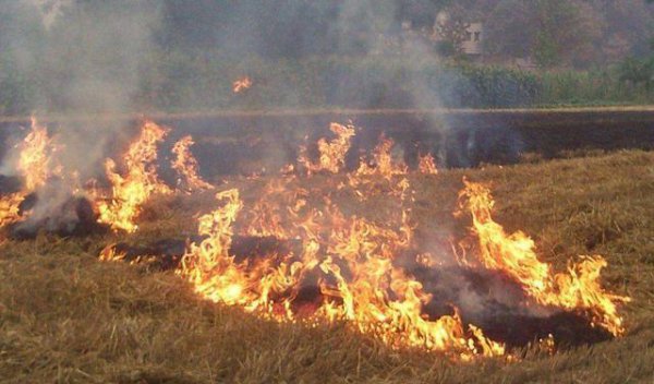 禁止烧秸秆是谁提出来的