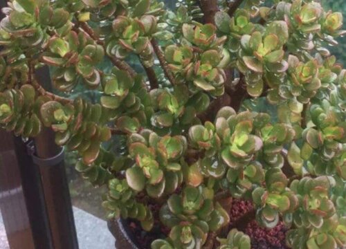 姬红花月的养殖方法和注意事项