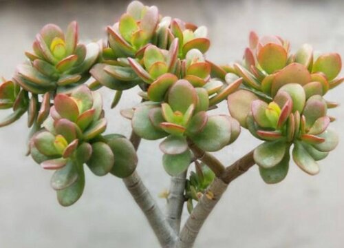 姬红花月的养殖方法和注意事项