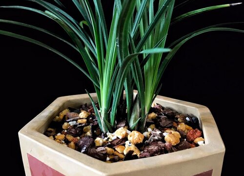 用什么水浇灌兰花可以促进快速生长