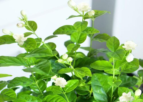 茉莉花修剪后怎么养促花又壮花