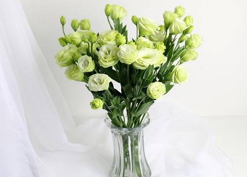 绿色桔梗花的花语是什么意思