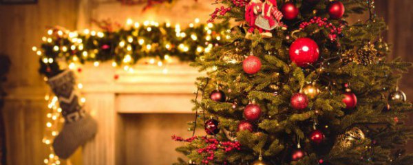 圣诞树是用什么树做的