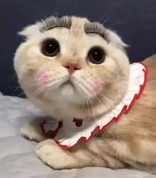 家里养猫对财运好不好