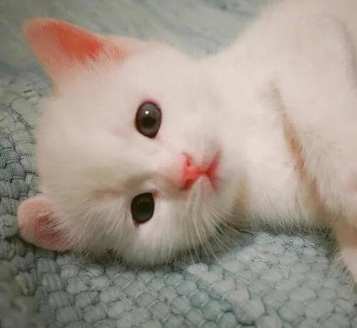 家里养猫对财运好不好