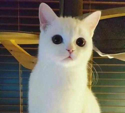 家里养猫对财运好不好