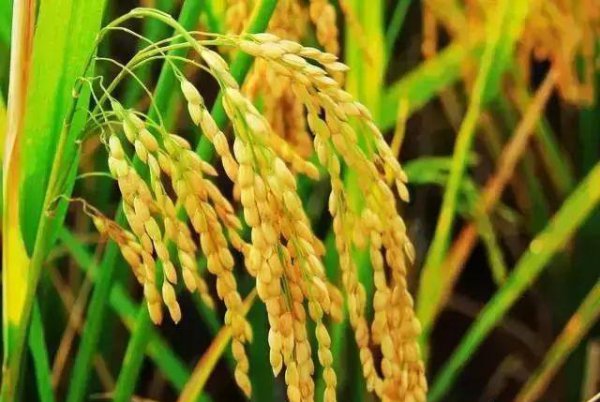 水稻稻瘟病有哪些症状