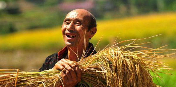 水稻稻瘟病有哪些症状