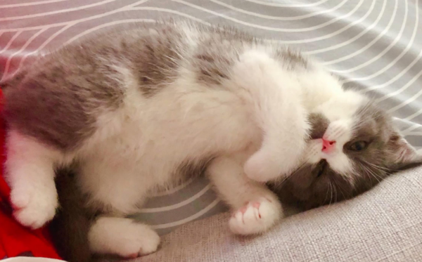 小猫踩奶是一种什么表现