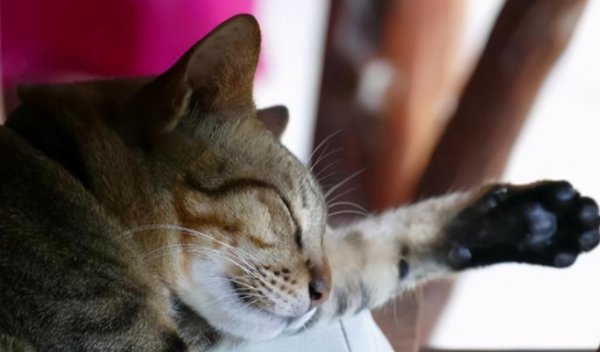 小猫踩奶是一种什么表现