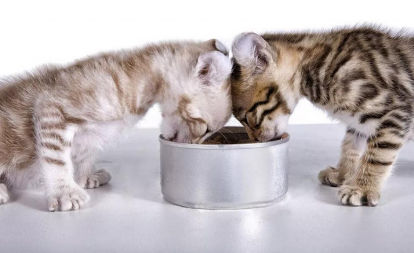 小猫踩奶是一种什么表现