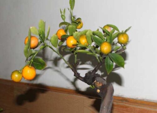 金桔什么时候移栽最好