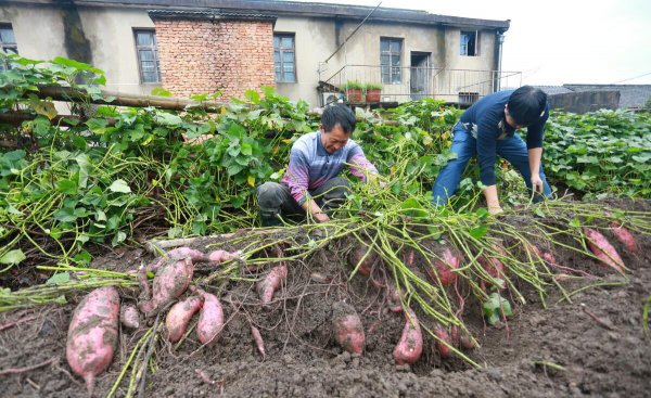 亩产三万斤红薯技术