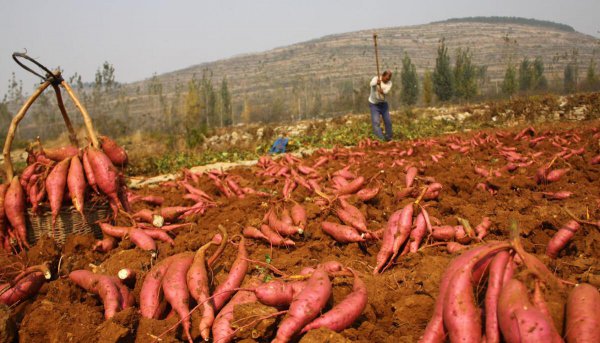 亩产三万斤红薯技术