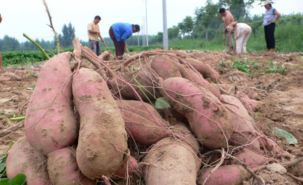 亩产三万斤红薯技术