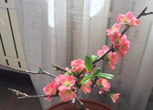 海棠花可以浇啤酒水吗