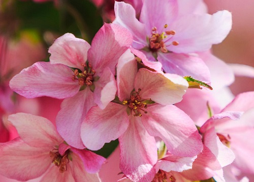 海棠花可以浇啤酒水吗