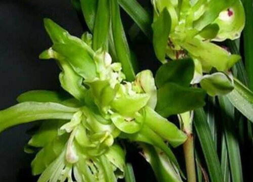 春兰一年开几次花