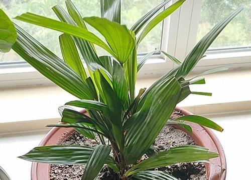 贝叶经是什么树的叶子