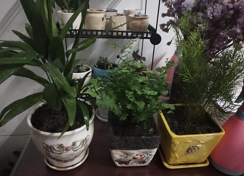 贝叶经是什么树的叶子