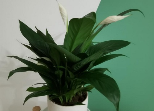 家里卫生间窗台放什么花好