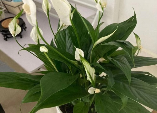 家里卫生间窗台放什么花好