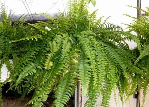 家里卫生间窗台放什么花好