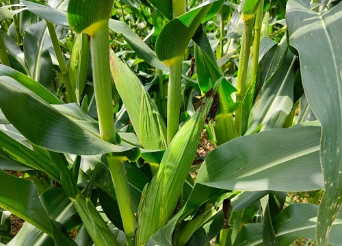 夏玉米高产栽培技术要点