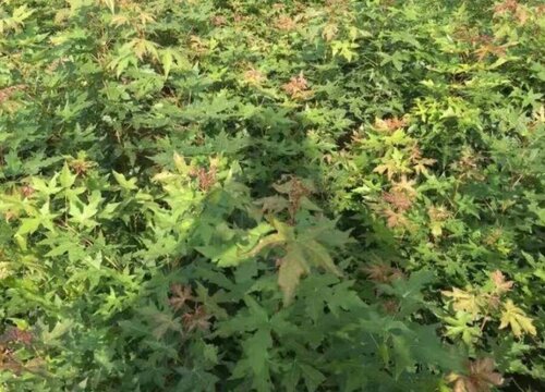 元宝枫怎么发芽快