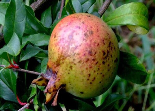 盆栽石榴树如何打顶长得枝繁叶茂