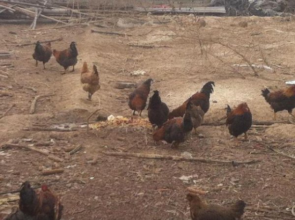 种植大蒜能浇粪水吗