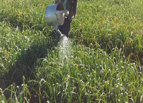 种植大蒜能浇粪水吗