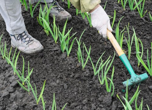 种植大蒜能浇粪水吗