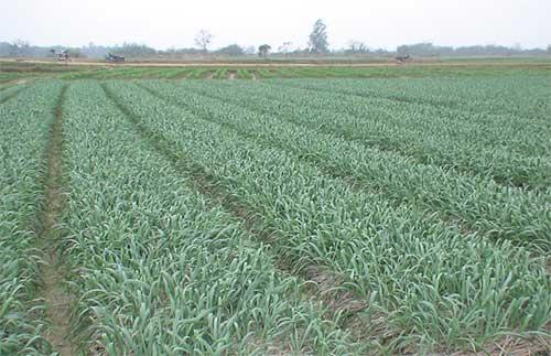 种植大蒜能浇粪水吗