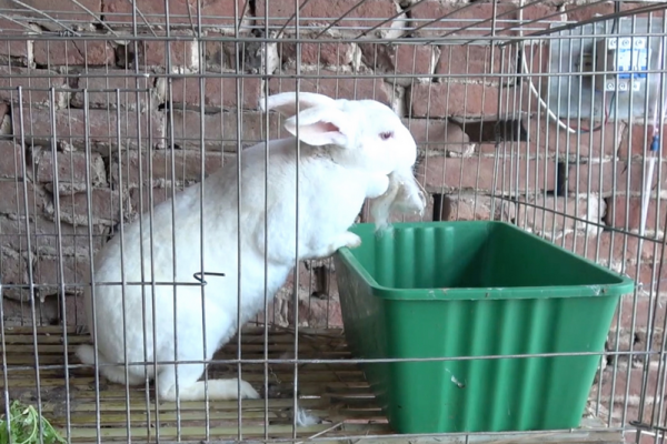 养100只兔子一年的利润