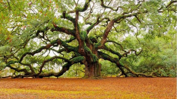 坟前栽什么树比较好