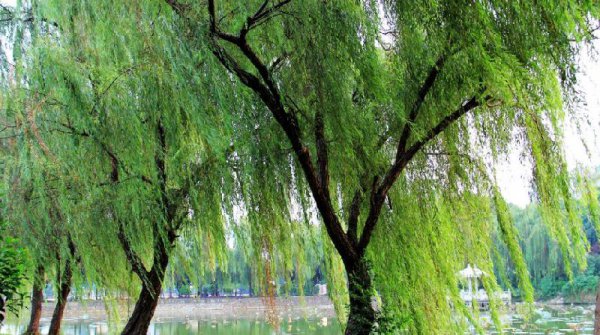 坟前栽什么树比较好