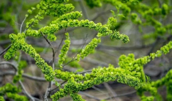 坟前栽什么树比较好