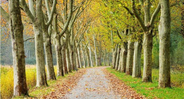 坟前栽什么树比较好