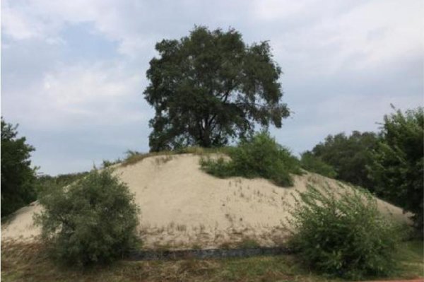 坟前栽什么树比较好