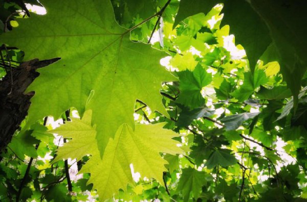 坟前栽什么树比较好