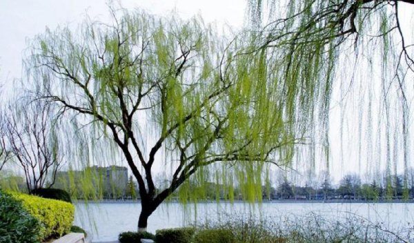 坟前栽什么树比较好