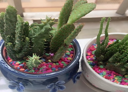 仙人掌促花需要怎么施肥