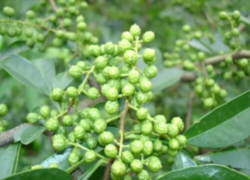 花椒树夏天能栽吗