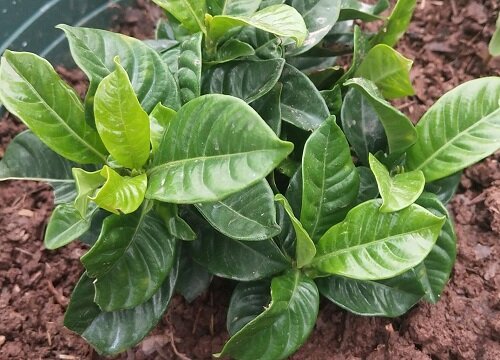 黄泥土养的栀子花怎样换盆