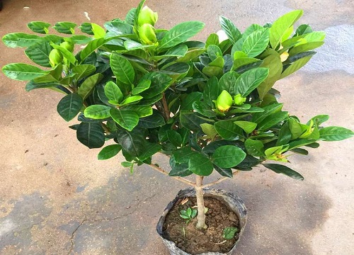 黄泥土养的栀子花怎样换盆