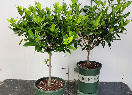 黄泥土养的栀子花怎样换盆